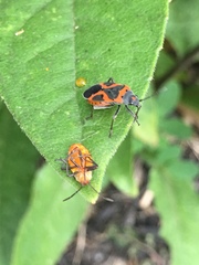 Lygaeus kalmii angustomarginatus