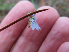 Lobelia spicata