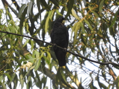 Pionus chalcopterus