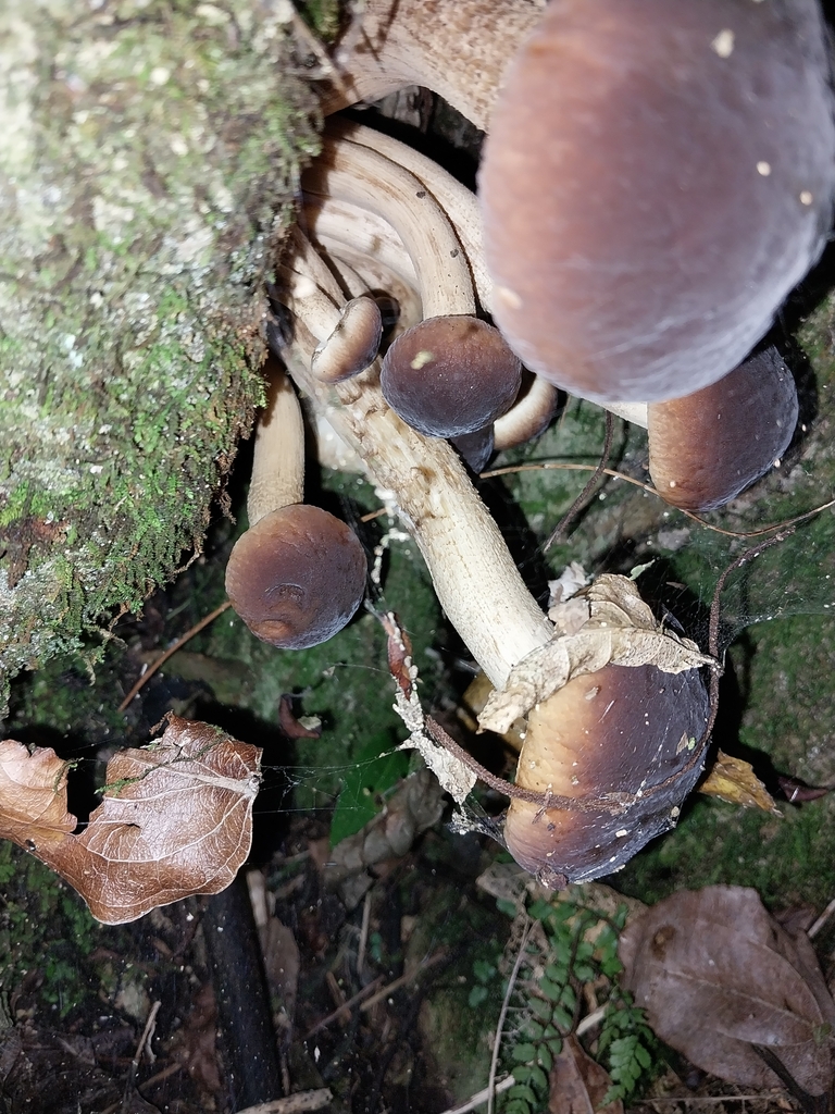 Cyclocybe parasitica · April 2025 · photo: © kiwialli (iNaturalist, cc-by)