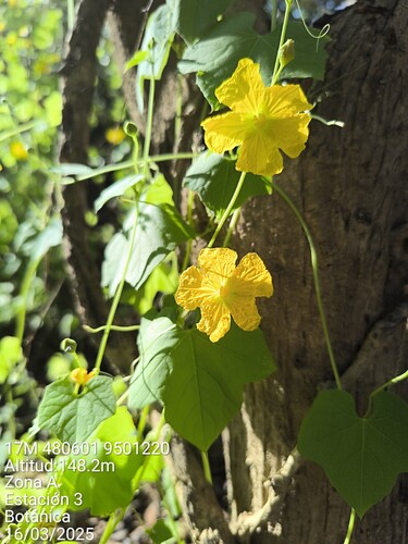 Luffa astorii (Luffa astorii)