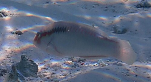Zigzag Wrasse — seen at this dive site
