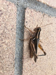 Melanoplus bivittatus