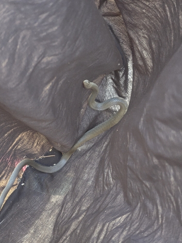 Eastern Brown Snake sighting