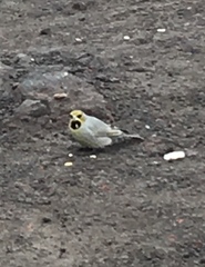 Melanodera xanthogramma