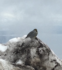 Melanodera xanthogramma