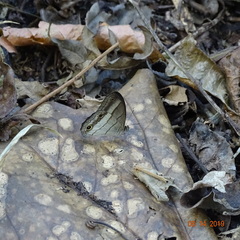 Euptychoides laccine
