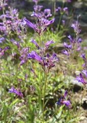 Penstemon heterodoxus