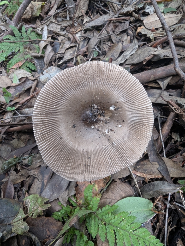 Amanita cheelii · April 2025 · photo: © catherine_jane (iNaturalist, cc-by)