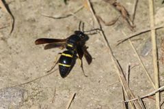 Euodynerus foraminatus