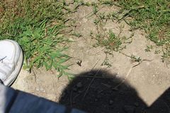 Euodynerus foraminatus