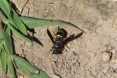 Euodynerus foraminatus