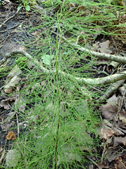 Equisetum sylvaticum