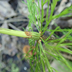 Equisetum sylvaticum
