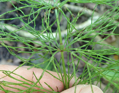 Equisetum sylvaticum