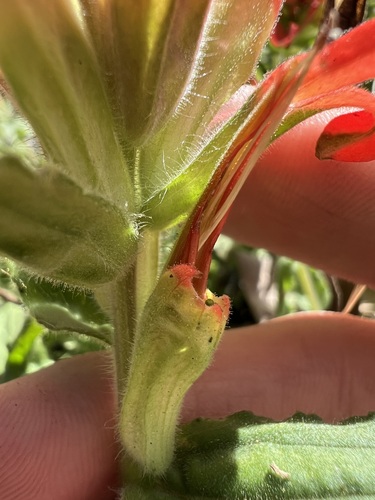 Image of Castilleja martini by no rights reserved