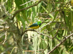 Chlorophonia cyanea