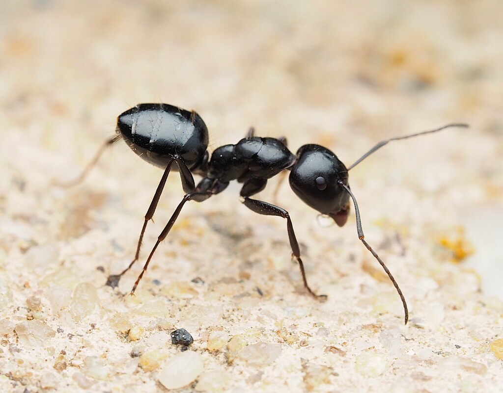 Camponotus foreli