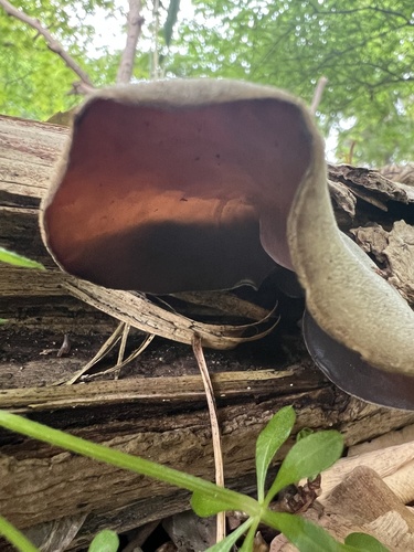 Auricularia polytricha