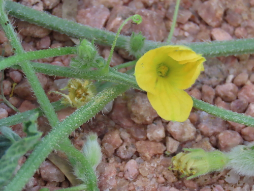Image of Cucumis sagittatus by no rights reserved