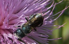 Osmia texana