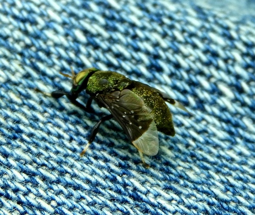Lepiselaga crassipes