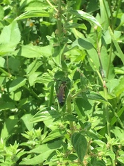 Dielis trifasciata