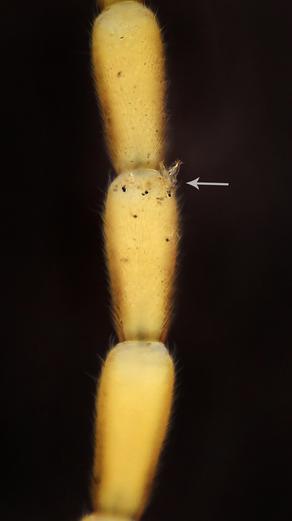 Distolomyces