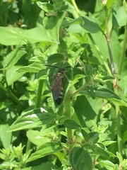 Dielis trifasciata