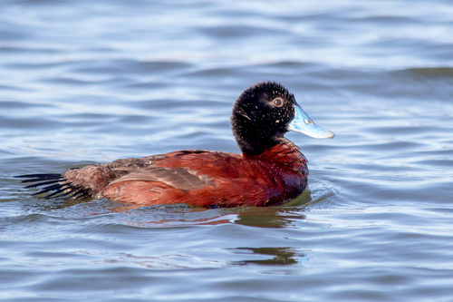 Blue-billed Duck