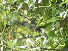 Cranioleuca erythrops