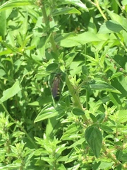 Dielis trifasciata