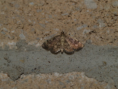 Herpetogramma thestealis