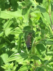 Dielis trifasciata