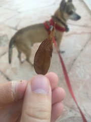 Phyllocnistis meliacella