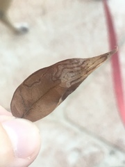 Phyllocnistis meliacella