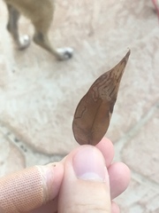 Phyllocnistis meliacella