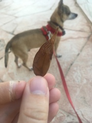 Phyllocnistis meliacella