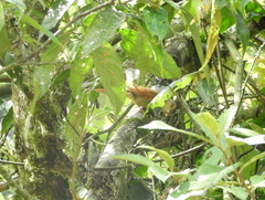 Cranioleuca erythrops