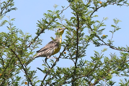iNaturalist observation 2025-04-01