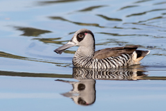 Pink-Eared Duck photo 3