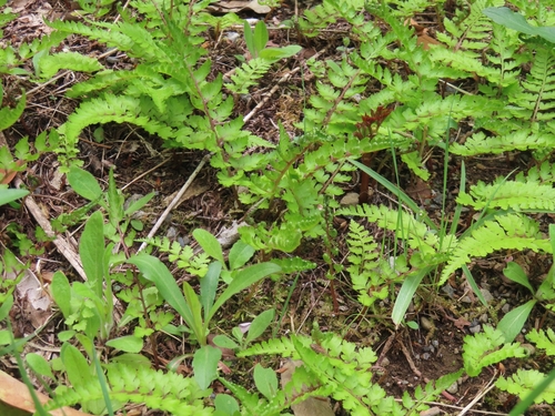 Image of Athyrium niponicum by (c) mami_t_t, some rights reserved (CC BY)