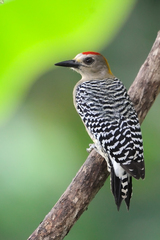 Hoffmann's Woodpecker photo 4