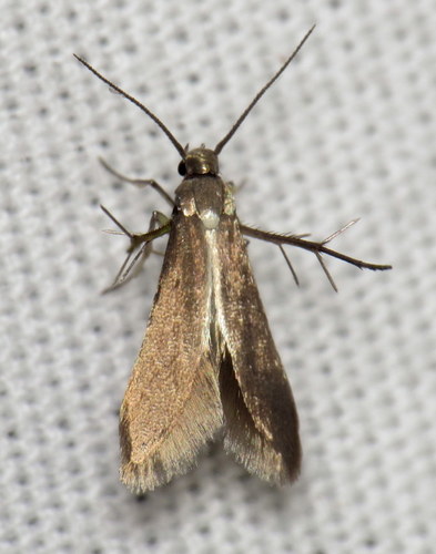 Schreckensteinia erythriella photo 2