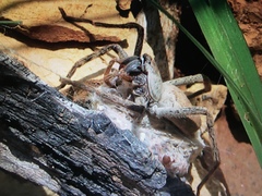 Palystes superciliosus