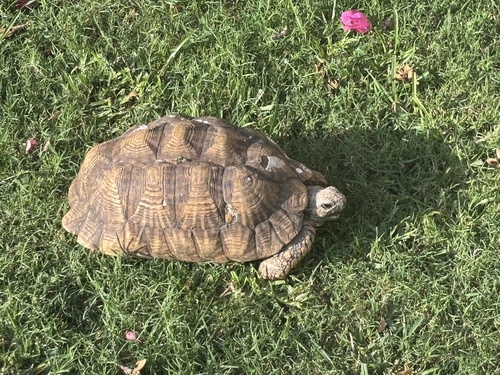 Indian Star Tortoise