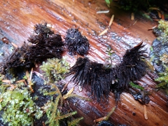 Gloiodon occidentalis