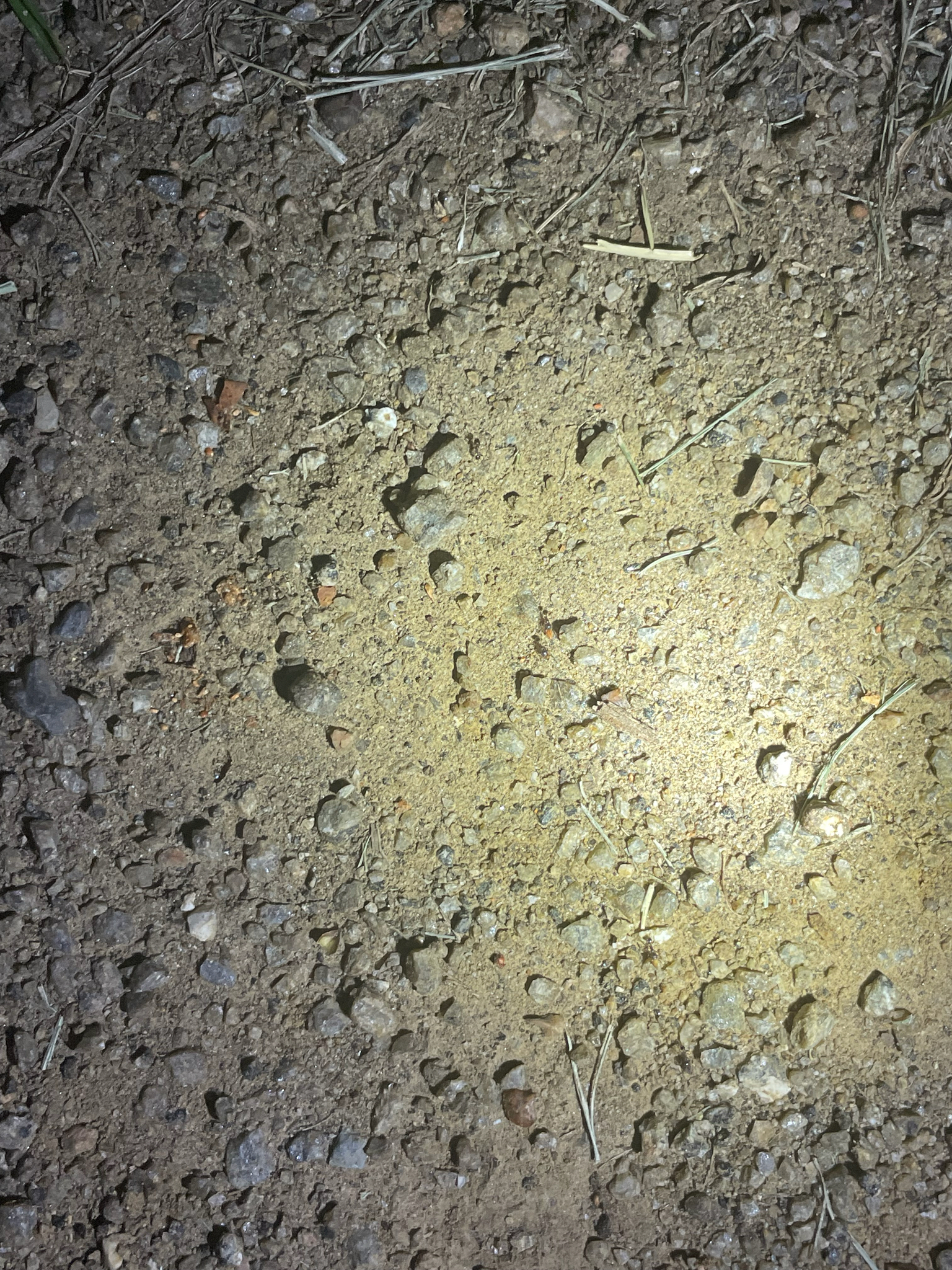 Pheidole bos