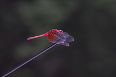 Sympetrum speciosum speciosum