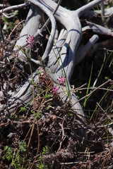 Fumaria muralis muralis